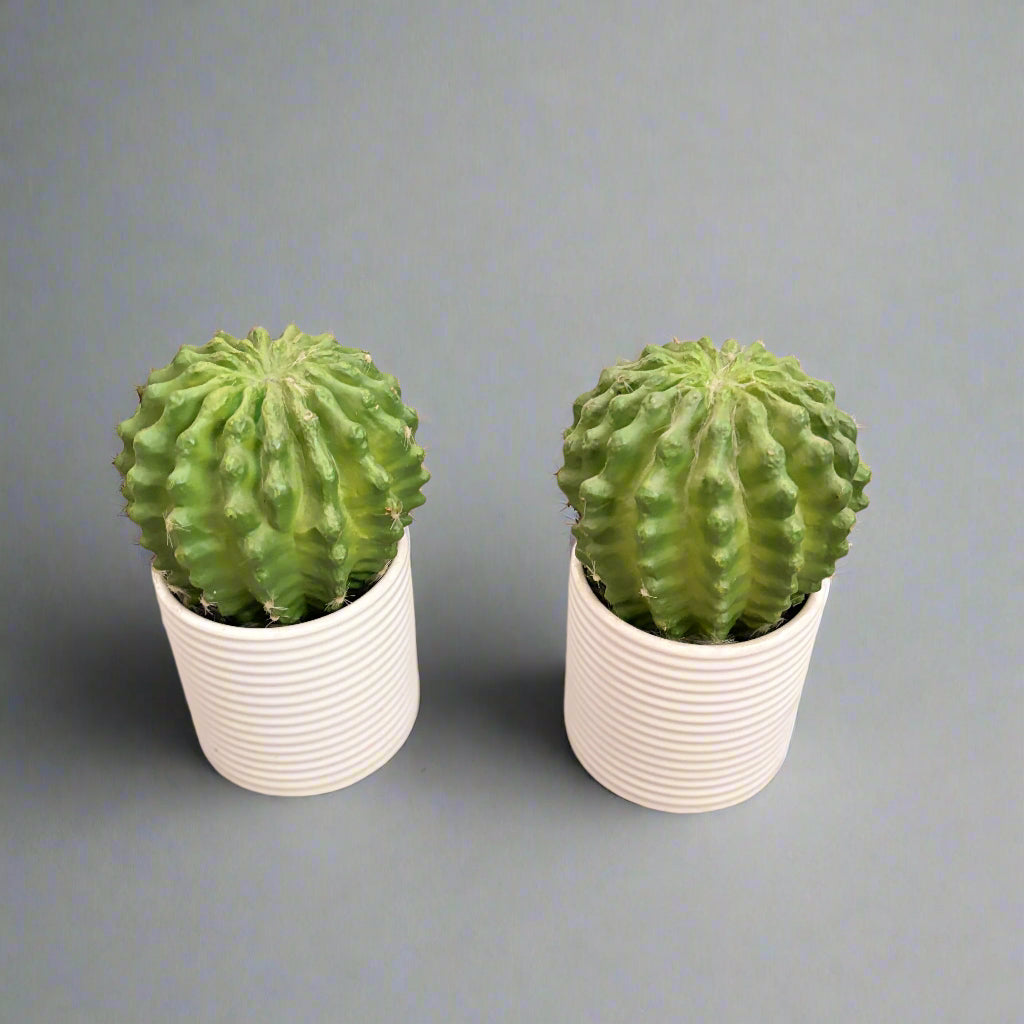 Set of 2 Faux Cactus Plants in White Ribbed Pots