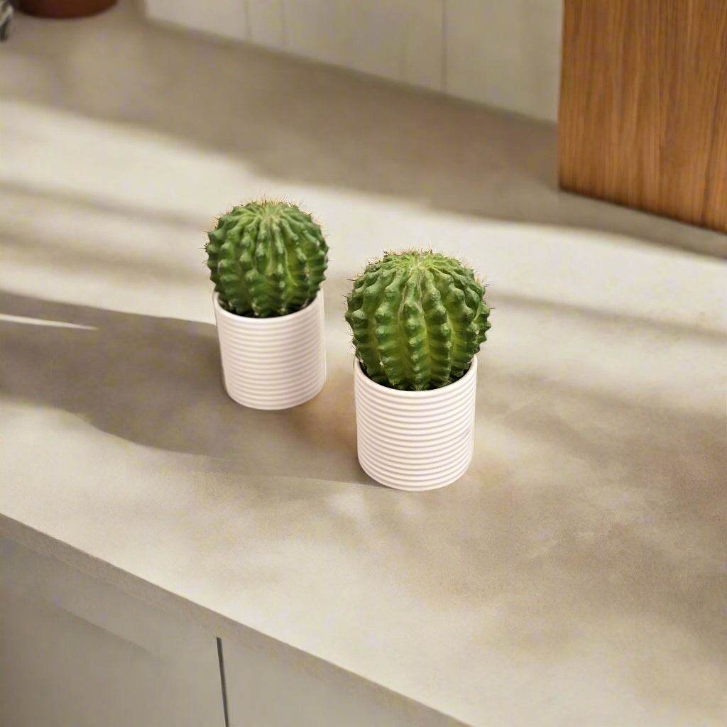 Set of 2 Faux Cactus Plants in White Ribbed Pots