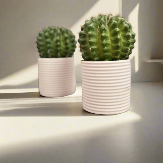 Set of 2 Faux Cactus Plants in White Ribbed Pots